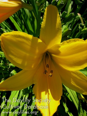 Daylily Bonanza-1954